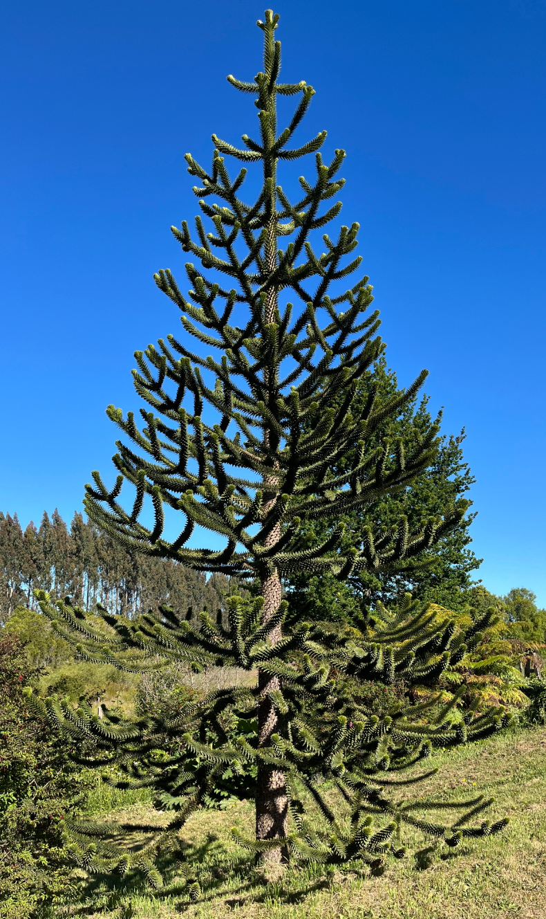 ARAUCARIA CHILENSIS